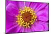 Hot pink zinnia flower-Anna Miller-Mounted Photographic Print