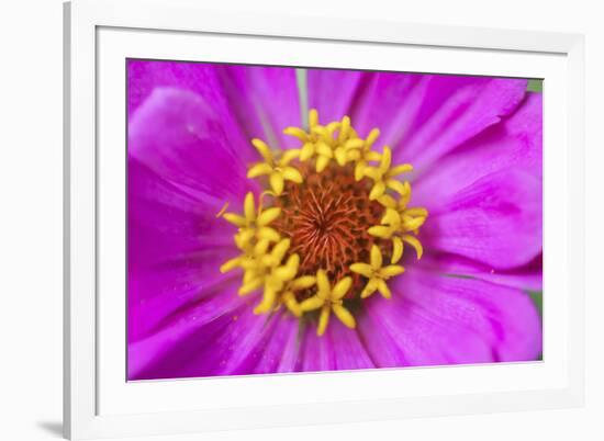 Hot pink zinnia flower-Anna Miller-Framed Photographic Print