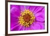 Hot pink zinnia flower-Anna Miller-Framed Photographic Print