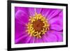 Hot pink zinnia flower-Anna Miller-Framed Photographic Print