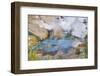 Hot Pool on the Rainbow Terrace at Orakei Korako Geyserland-Matthew Williams-Ellis-Framed Photographic Print