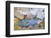 Hot Pool on the Rainbow Terrace at Orakei Korako Geyserland-Matthew Williams-Ellis-Framed Photographic Print