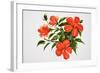 Hot Red Hibiscus-Surovtseva-Framed Art Print