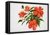 Hot Red Hibiscus-Surovtseva-Framed Stretched Canvas