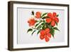 Hot Red Hibiscus-Surovtseva-Framed Art Print