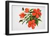 Hot Red Hibiscus-Surovtseva-Framed Art Print