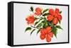 Hot Red Hibiscus-Surovtseva-Framed Stretched Canvas