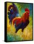 Hot Shot Rooster-Marion Rose-Framed Stretched Canvas