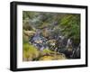 Hot Springs, Waimangu Volcanic Valley, Rotorua, Bay of Plenty, North Island, New Zealand-Rainer Mirau-Framed Photographic Print