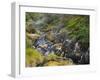 Hot Springs, Waimangu Volcanic Valley, Rotorua, Bay of Plenty, North Island, New Zealand-Rainer Mirau-Framed Photographic Print