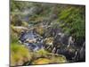 Hot Springs, Waimangu Volcanic Valley, Rotorua, Bay of Plenty, North Island, New Zealand-Rainer Mirau-Mounted Photographic Print