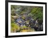 Hot Springs, Waimangu Volcanic Valley, Rotorua, Bay of Plenty, North Island, New Zealand-Rainer Mirau-Framed Photographic Print