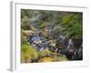 Hot Springs, Waimangu Volcanic Valley, Rotorua, Bay of Plenty, North Island, New Zealand-Rainer Mirau-Framed Photographic Print