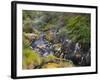 Hot Springs, Waimangu Volcanic Valley, Rotorua, Bay of Plenty, North Island, New Zealand-Rainer Mirau-Framed Photographic Print