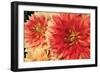 Hot Sun I-Maureen Love-Framed Photographic Print