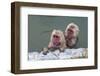 Hot-tubbing monkeys, Hakodate, Hokkaido, Japan, Asia-Michael Runkel-Framed Photographic Print