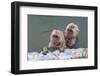 Hot-tubbing monkeys, Hakodate, Hokkaido, Japan, Asia-Michael Runkel-Framed Photographic Print