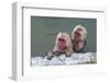 Hot-tubbing monkeys, Hakodate, Hokkaido, Japan, Asia-Michael Runkel-Framed Photographic Print