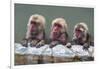 Hot-tubbing monkeys, Hakodate, Hokkaido, Japan, Asia-Michael Runkel-Framed Photographic Print