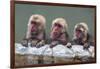 Hot-tubbing monkeys, Hakodate, Hokkaido, Japan, Asia-Michael Runkel-Framed Photographic Print