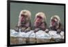 Hot-tubbing monkeys, Hakodate, Hokkaido, Japan, Asia-Michael Runkel-Framed Photographic Print
