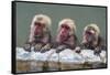 Hot-tubbing monkeys, Hakodate, Hokkaido, Japan, Asia-Michael Runkel-Framed Stretched Canvas