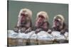Hot-tubbing monkeys, Hakodate, Hokkaido, Japan, Asia-Michael Runkel-Stretched Canvas