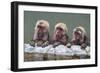 Hot-tubbing monkeys, Hakodate, Hokkaido, Japan, Asia-Michael Runkel-Framed Photographic Print