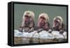 Hot-tubbing monkeys, Hakodate, Hokkaido, Japan, Asia-Michael Runkel-Framed Stretched Canvas