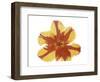 Hot Tulip Blossom-Albert Koetsier-Framed Premium Giclee Print