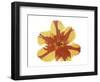 Hot Tulip Blossom-Albert Koetsier-Framed Premium Giclee Print