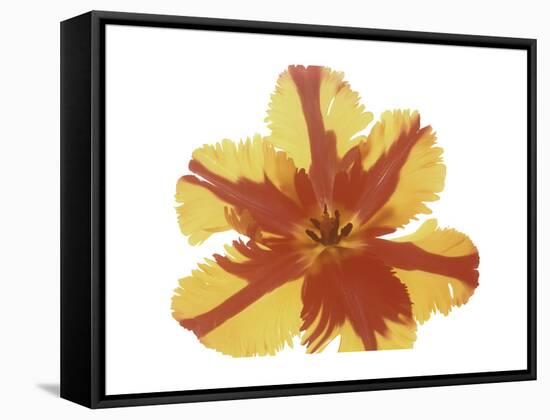 Hot Tulip Blossom-Albert Koetsier-Framed Stretched Canvas