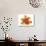 Hot Tulip Blossom-Albert Koetsier-Premium Giclee Print displayed on a wall