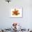 Hot Tulip Blossom-Albert Koetsier-Framed Premium Giclee Print displayed on a wall