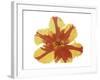 Hot Tulip Blossom-Albert Koetsier-Framed Premium Giclee Print