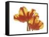 Hot Tulip-Albert Koetsier-Framed Stretched Canvas