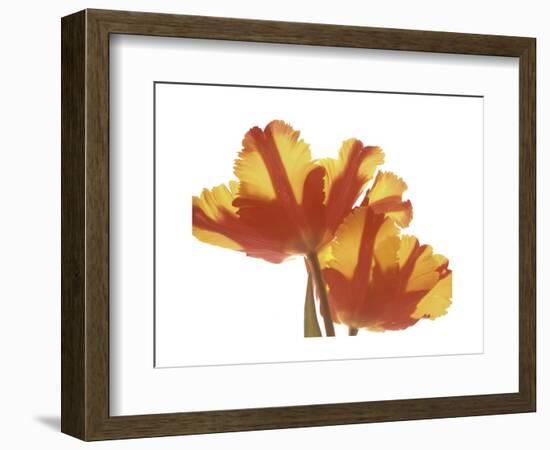 Hot Tulip-Albert Koetsier-Framed Premium Giclee Print