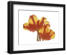 Hot Tulip-Albert Koetsier-Framed Premium Giclee Print