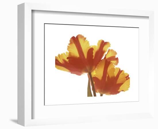 Hot Tulip-Albert Koetsier-Framed Premium Giclee Print