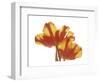 Hot Tulip-Albert Koetsier-Framed Premium Giclee Print