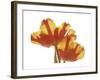 Hot Tulip-Albert Koetsier-Framed Premium Giclee Print