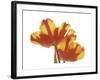 Hot Tulip-Albert Koetsier-Framed Premium Giclee Print