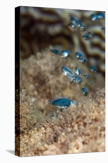 Hot Water Bubbles Produced by the Volcanic Rock, Dominica, West Indies, Caribbean, Central America-Lisa Collins-Stretched Canvas