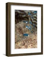 Hot Water Bubbles Produced by the Volcanic Rock, Dominica, West Indies, Caribbean, Central America-Lisa Collins-Framed Photographic Print