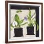 Hothouse Orchids I-Susan Brown-Framed Giclee Print