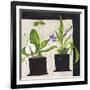 Hothouse Orchids I-Susan Brown-Framed Giclee Print