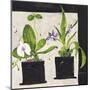 Hothouse Orchids I-Susan Brown-Mounted Giclee Print