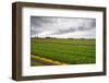 Hothouses-gkuna-Framed Photographic Print