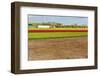 Hothouses-gkuna-Framed Photographic Print