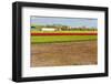 Hothouses-gkuna-Framed Photographic Print